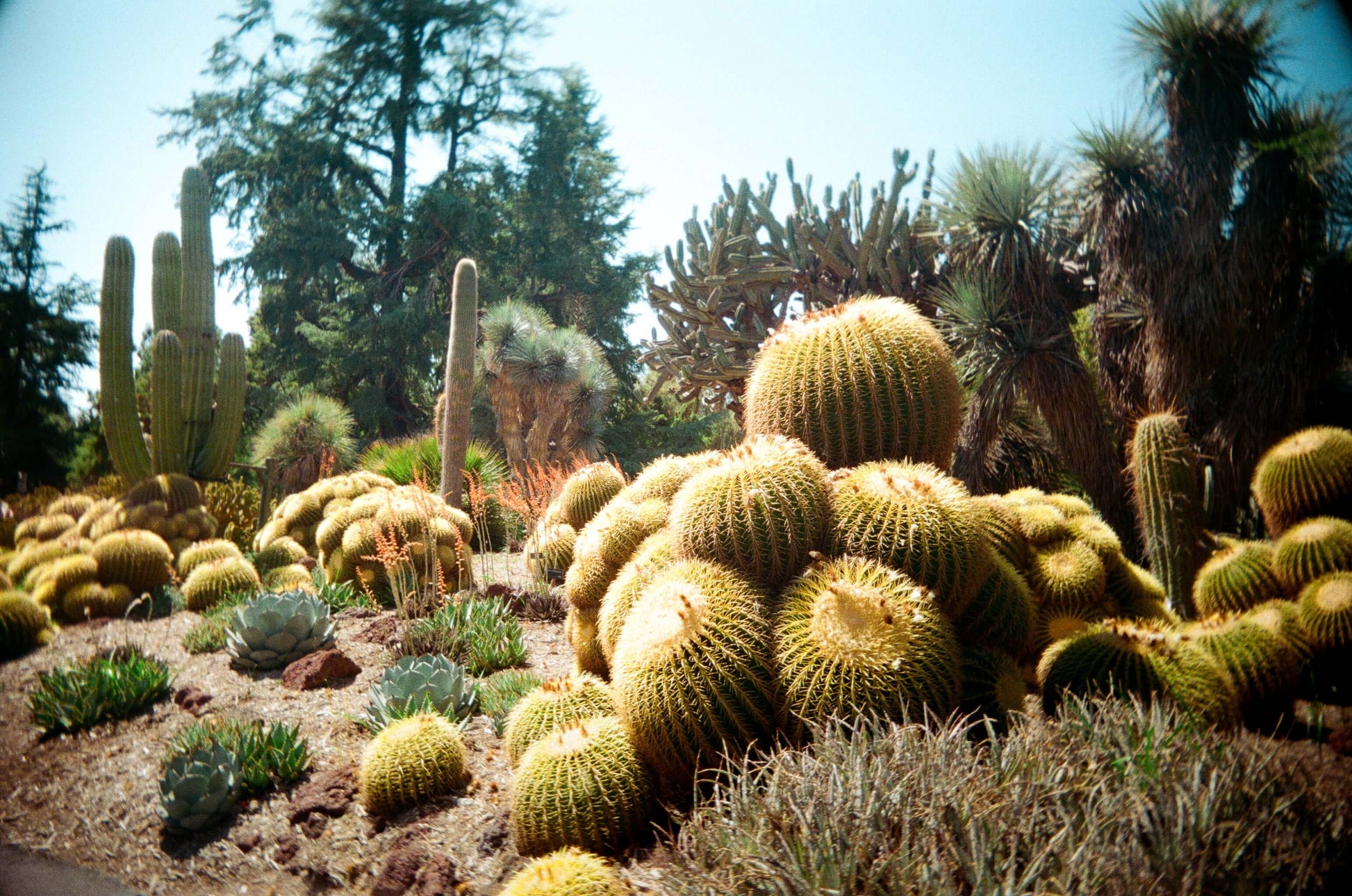 Lush desert landscape featuring various cactus species in vibrant sunlight.