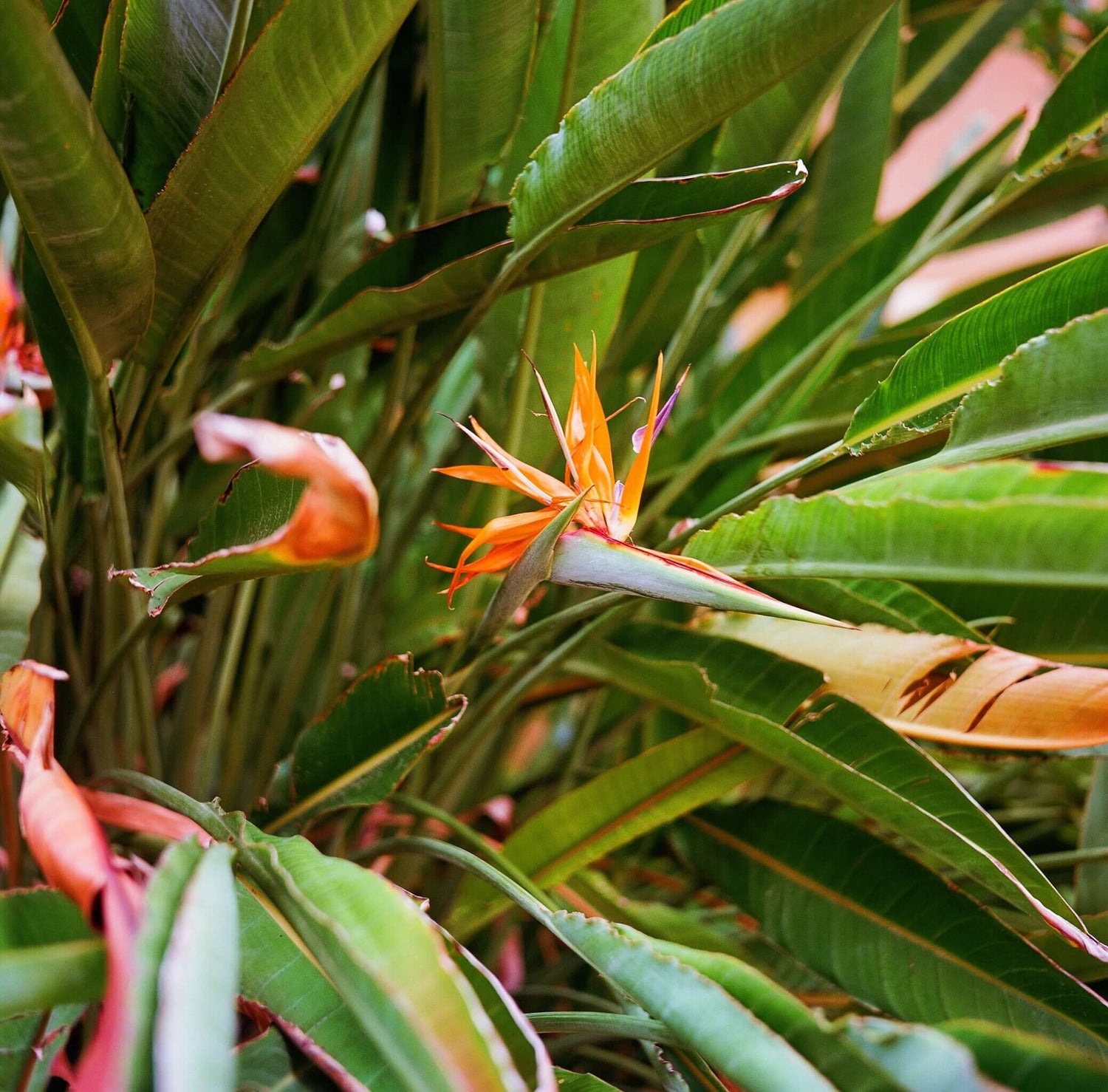 120 Ektar 100 photograph of Bird of Paradise