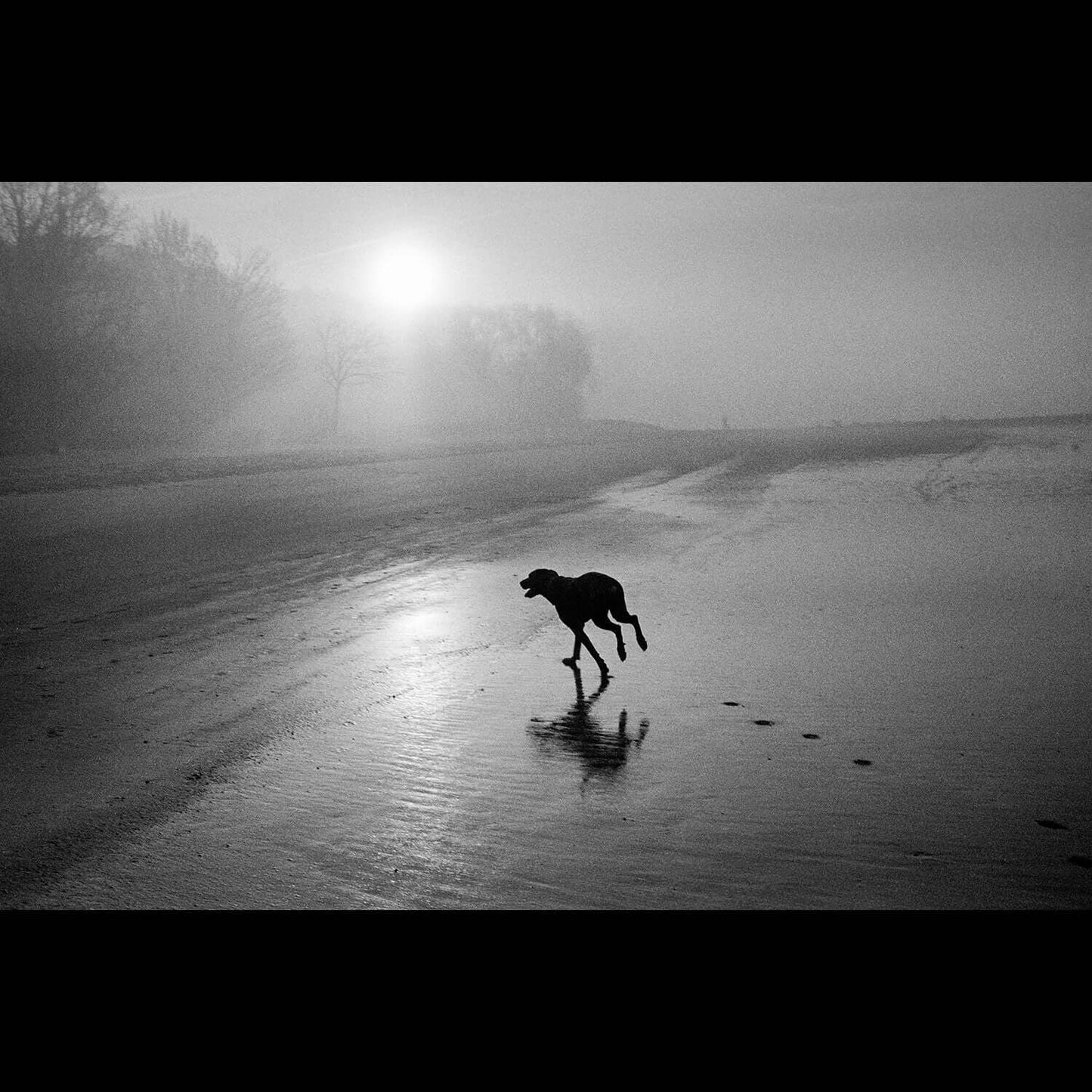 Black and white photo of a dog running on the beach during a foggy sunrise with trees in the background