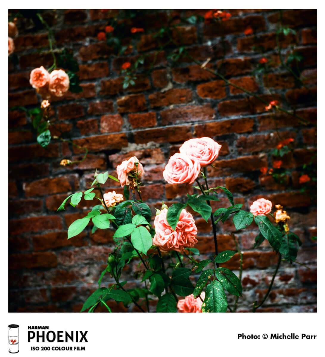 Pink roses against a rustic brick wall showcasing the high contrast and grain of HARMAN Phoenix 200 ISO Color 120 Film.