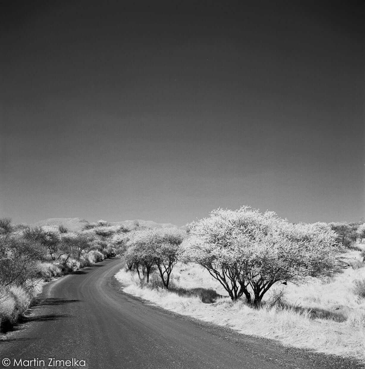 Road with trees on side shot on Rollei Infrared BW 120 Roll Film