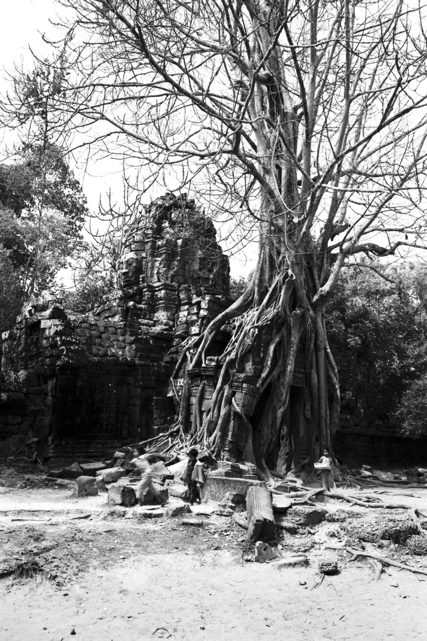 Ancient temple ruins intertwined with a large tree in black and white, showcasing nature reclaiming historical architecture.