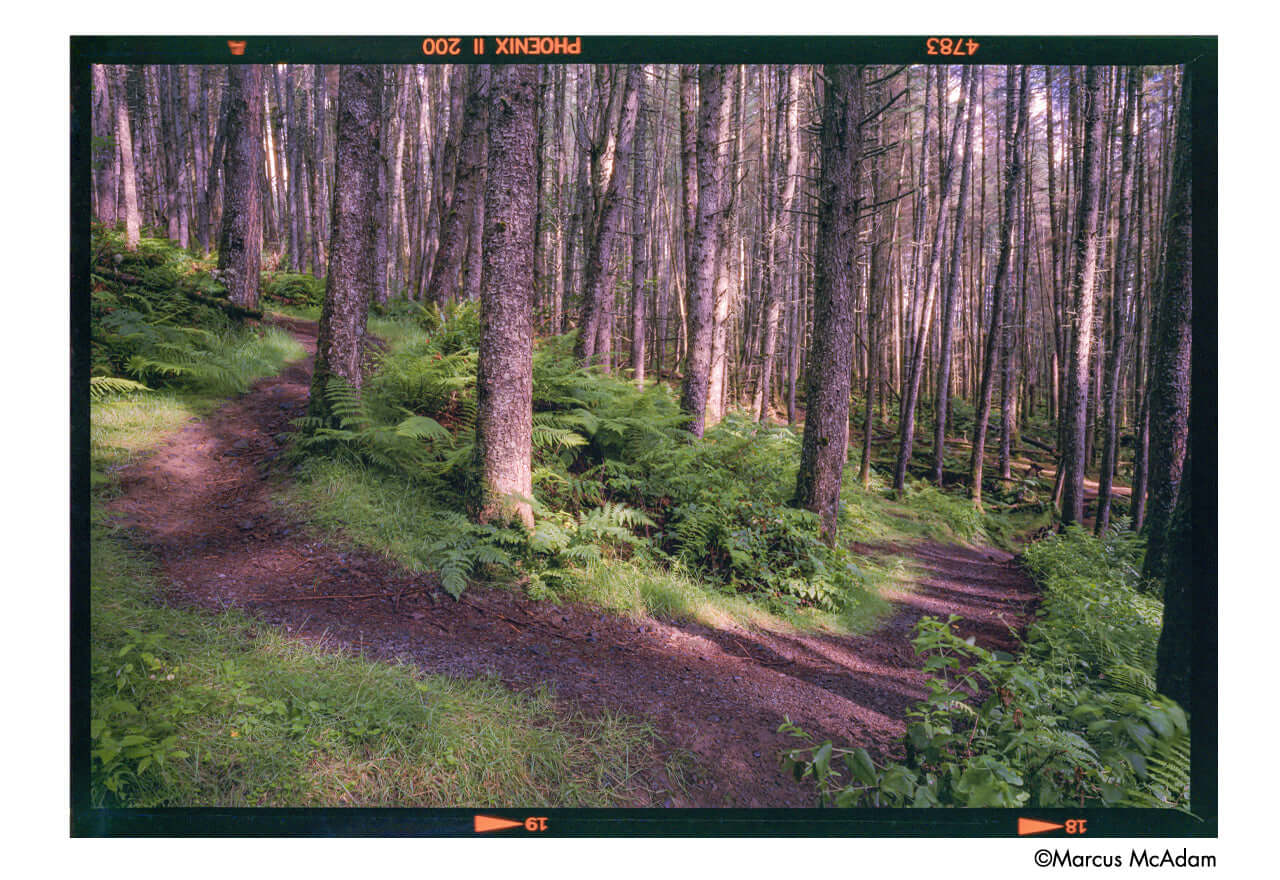 Harman Phoenix II 200 ISO Color 120 Medium Format Film captured scenic forest paths.