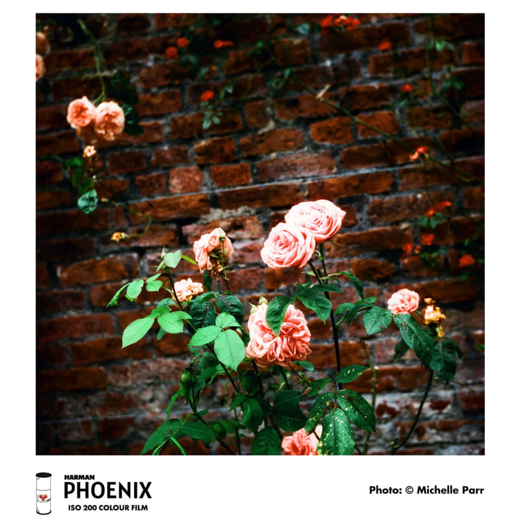 Pink roses with lush, layered petals and green leaves climb against a rustic red brick wall.