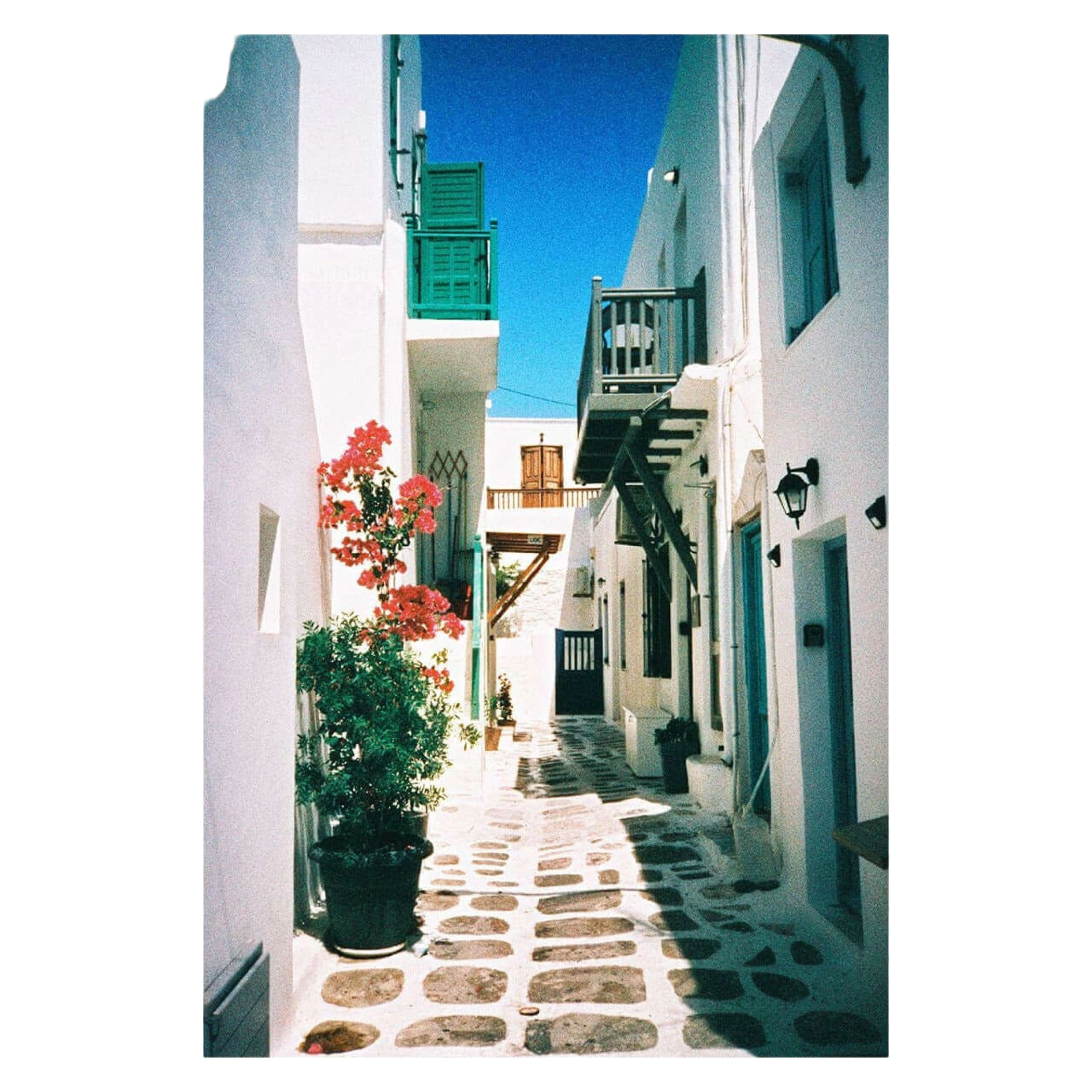 A vibrant pink flowering plant in a dark green pot, nestled against a white wall.