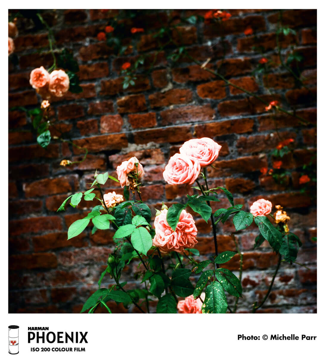 HARMAN Phoenix 200 ISO color film showcasing vibrant pink roses against a rustic brick wall.