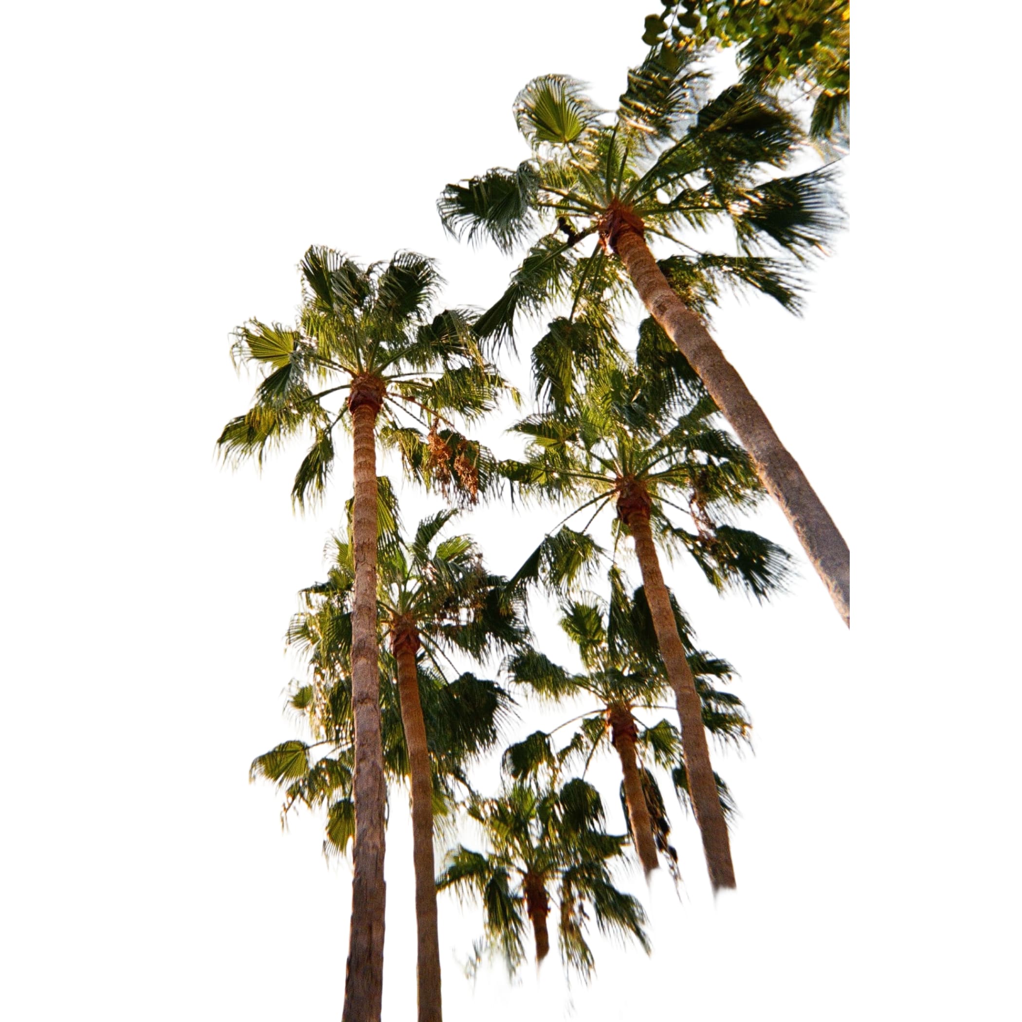 Tall palm trees with slender trunks and lush green fronds reaching toward a clear sky.