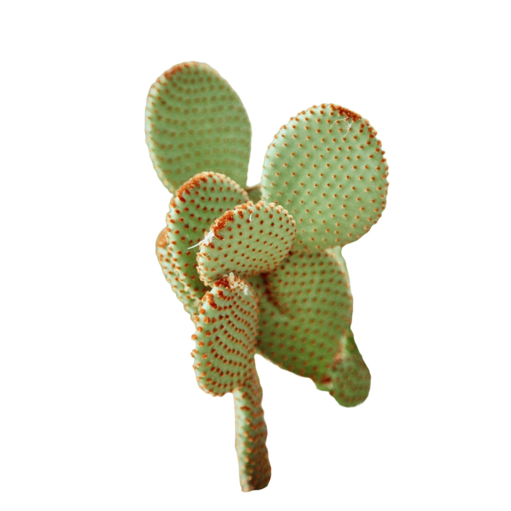 A green, spiny cactus with rounded pads and reddish-brown areoles.