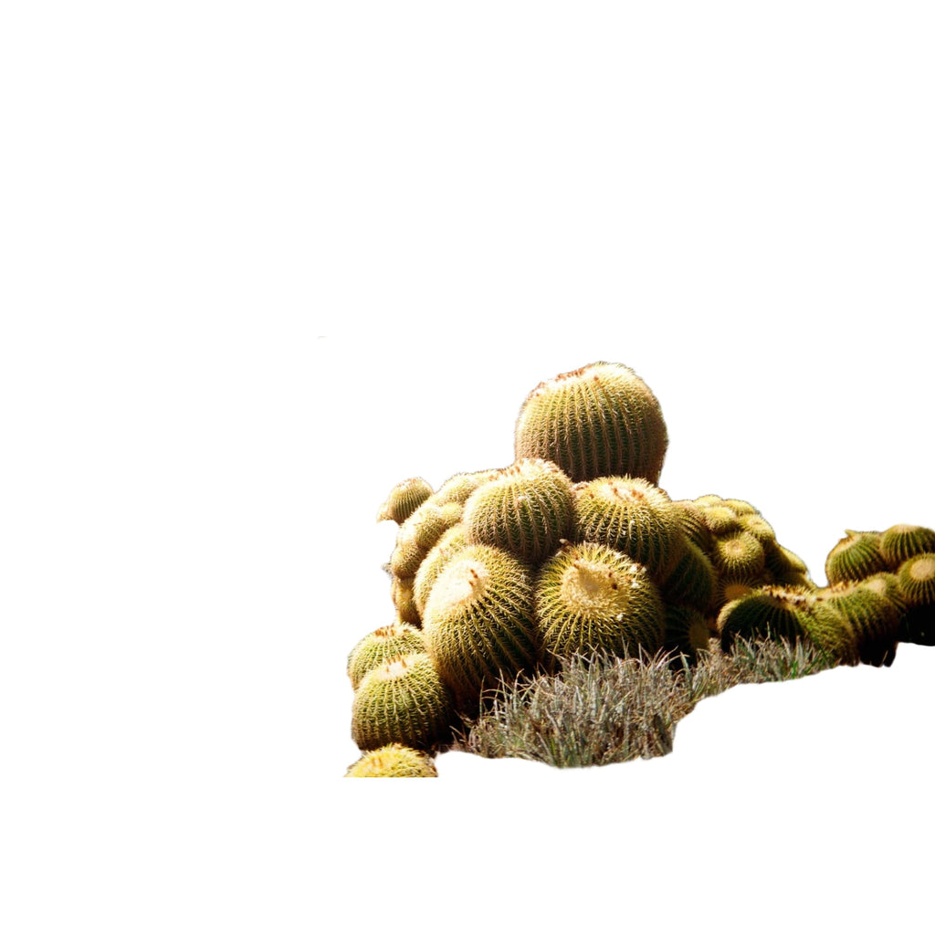 A cluster of golden-yellow, spiky barrel cacti with rounded bodies and dense ribs.