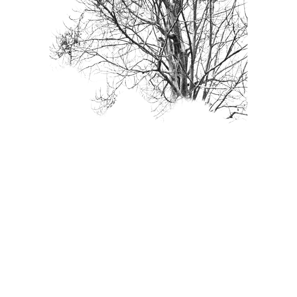 A massive, gnarled tree with sprawling roots entwined around ancient stone ruins.