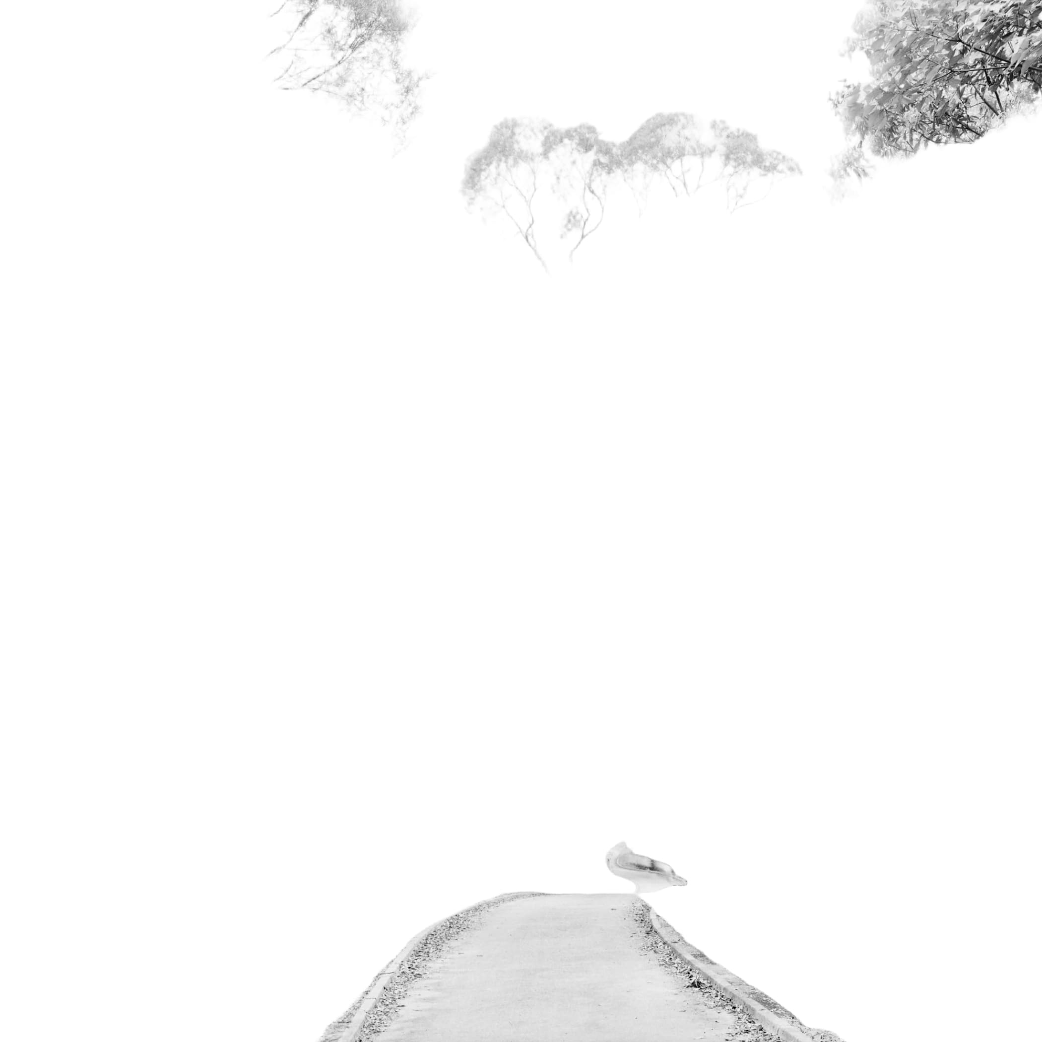A winding paved path curves through a dense forest of tall trees with intricate branches and leafy canopies.