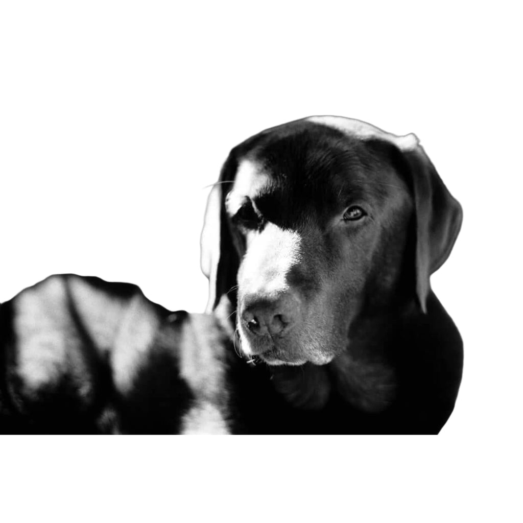 A black-and-white portrait of a chocolate labrador retriever with soft, droopy ears and gentle eyes.