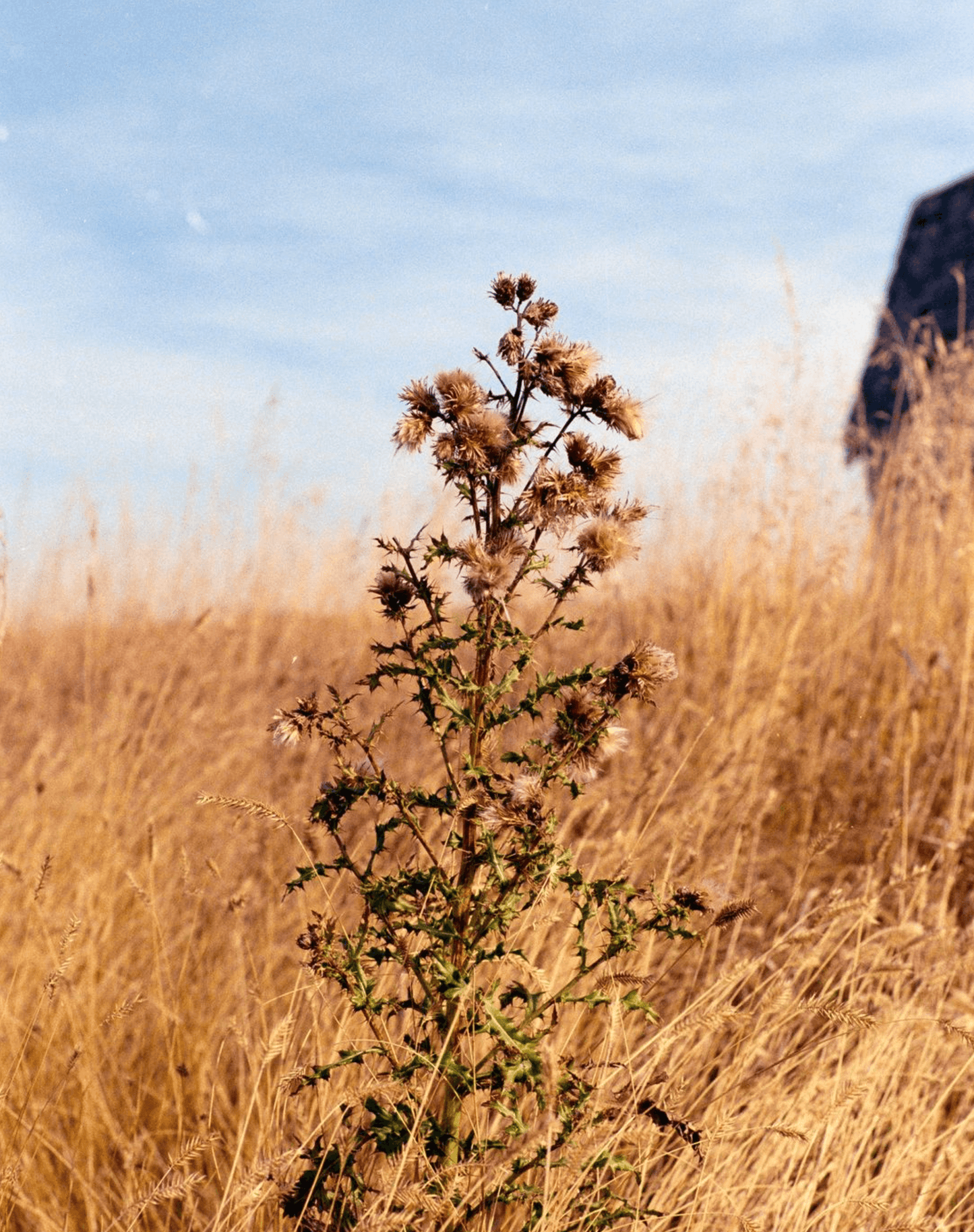 Tall wildflower plant in a field of golden grass under a clear blue sky, captured on 35mm film for vibrant, fine-grained detail.