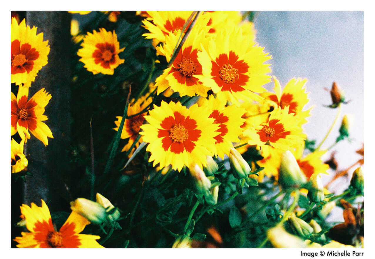 Vibrant yellow and red flowers in a garden with green foliage