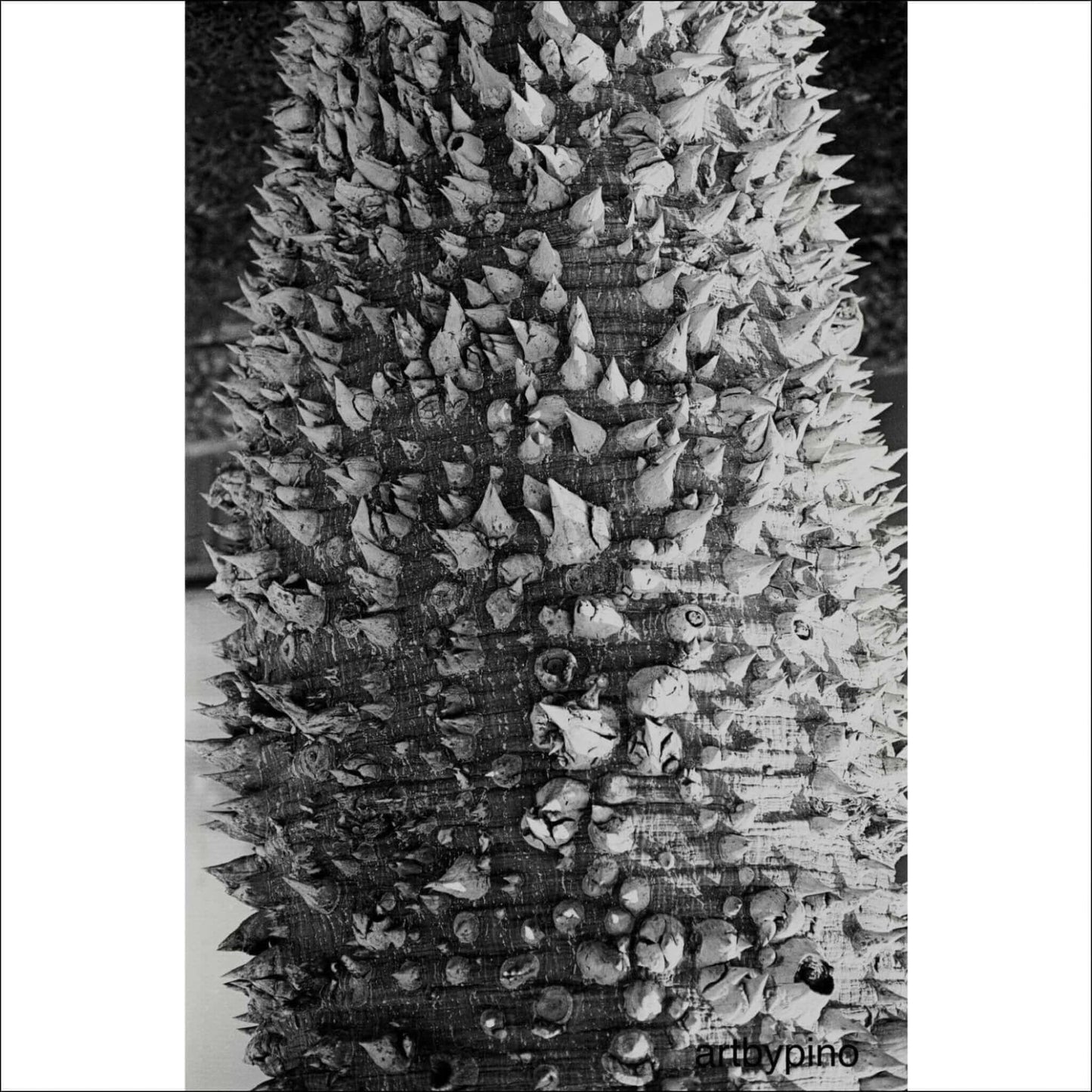 Close-up of a textured tree trunk with sharp, protruding spikes in black and white photography.