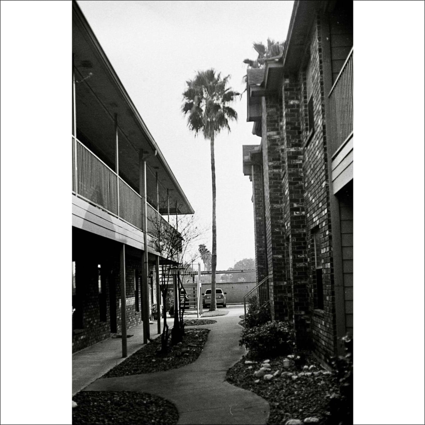 Black and white photo of an apartment building courtyard with a tall palm tree in the center.