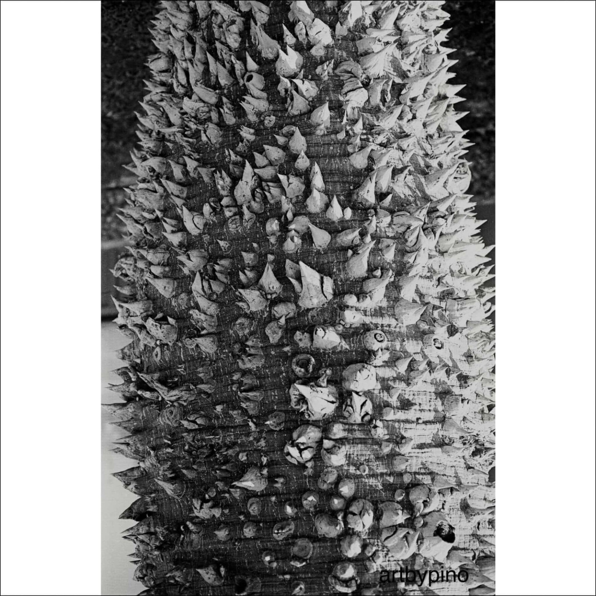 Close-up of a spiky tree trunk in black and white, showcasing intricate textures and natural patterns.
