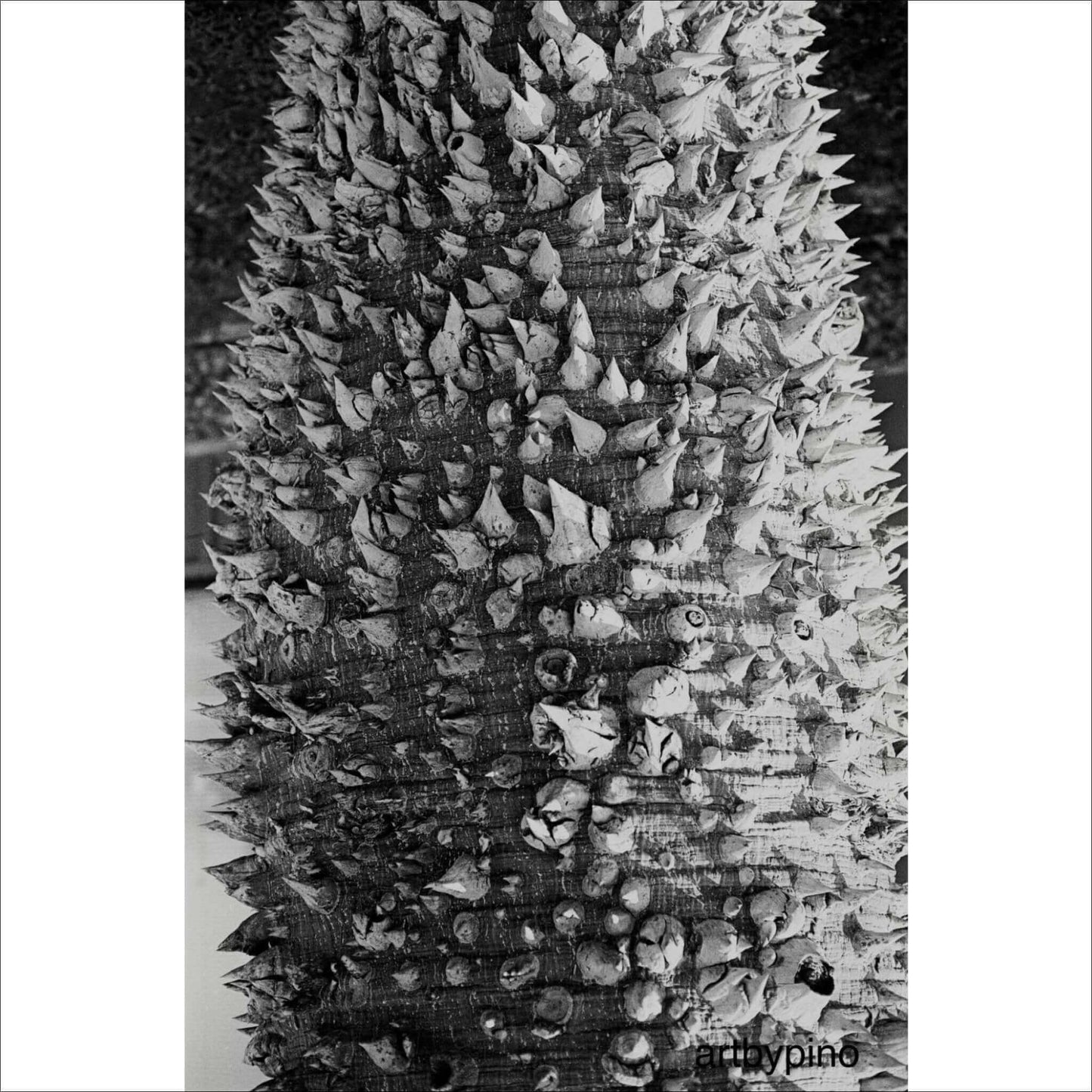 Close-up of a textured tree trunk covered in sharp, cone-shaped thorns in black and white.